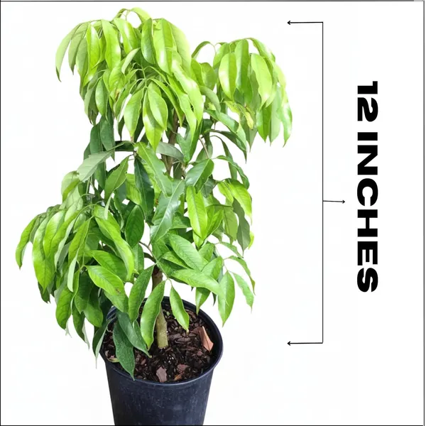 Hybrid_Litchi__Fruit_Fast_Growing_Heavy_Fruiting_Variety_for_Home_and_Outdoor_Garden