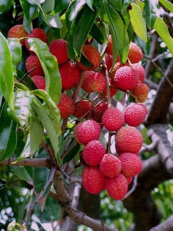 Hybrid_Litchi__Fruit_Fast_Growing_Heavy_Fruiting_Variety_for_Home_and_Outdoor_Garden