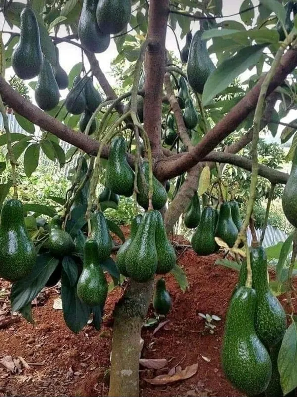 Avocado_Plant_–_Fast_Growing_Healthy_Butter_Fruit_Variety_for_Garden_&_Farming