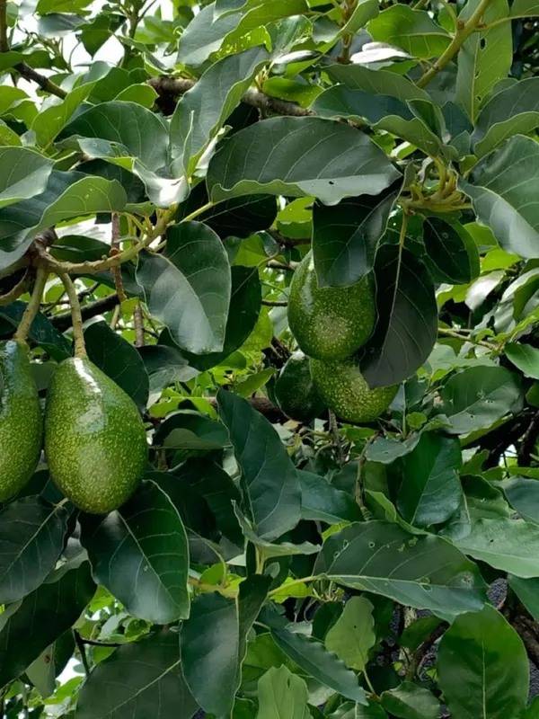 Avocado_Plant_–_Fast_Growing_Healthy_Butter_Fruit_Variety_for_Garden_&_Farming