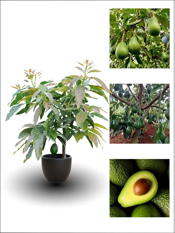 Avocado_Plant_–_Fast_Growing_Healthy_Butter_Fruit_Variety_for_Garden_&_Farming