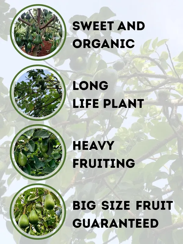 Avocado_Plant_–_Fast_Growing_Healthy_Butter_Fruit_Variety_for_Garden_&_Farming