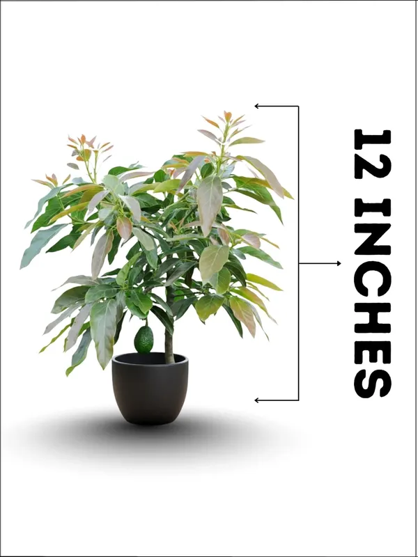 Avocado_Plant_–_Fast_Growing_Healthy_Butter_Fruit_Variety_for_Garden_&_Farming