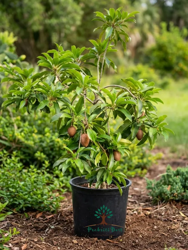 Live_Chiku_Plant,_Sapodilla_Evergreen_Fruit_Tree_for_Home_Gardens,_Drought-Tolerant_with_Sweet_Caramel_Flavored_Fruits.