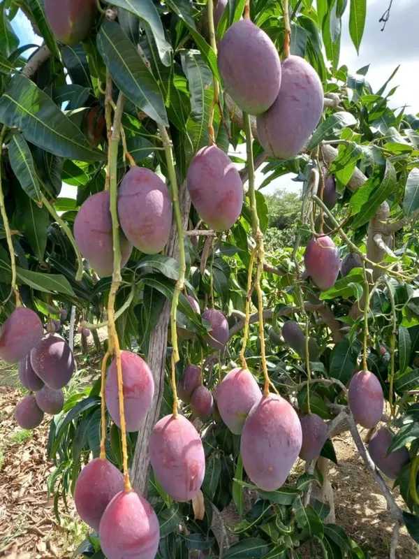 Miyazaki_Mango_Plant_–_Ultra_Premium_Red_Mango_Variety_for_Home_and_Outdoor_Garden