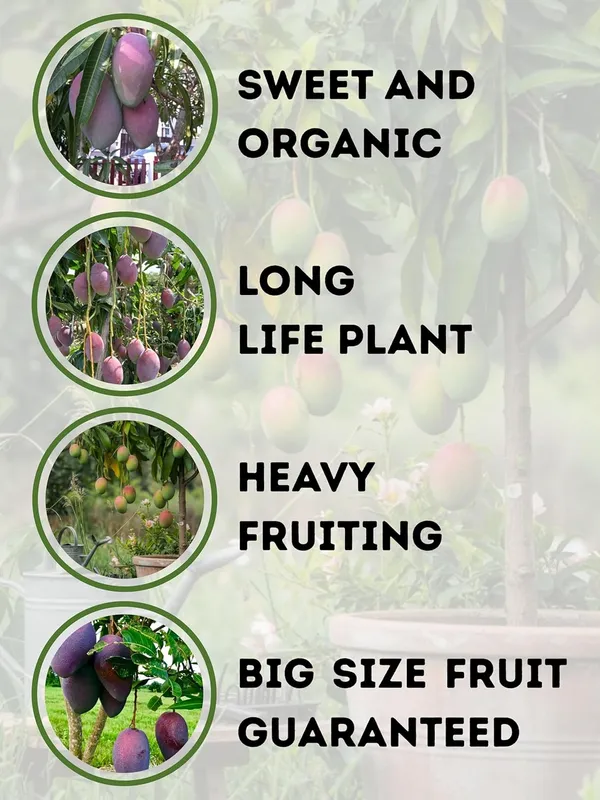 Miyazaki_Mango_Plant_–_Ultra_Premium_Red_Mango_Variety_for_Home_and_Outdoor_Garden