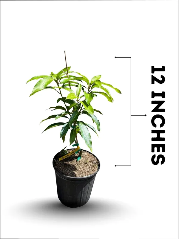 Miyazaki_Mango_Plant_–_Ultra_Premium_Red_Mango_Variety_for_Home_and_Outdoor_Garden