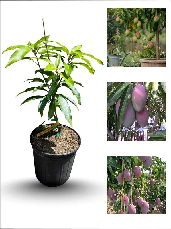 Miyazaki_Mango_Plant_–_Ultra_Premium_Red_Mango_Variety_for_Home_and_Outdoor_Garden