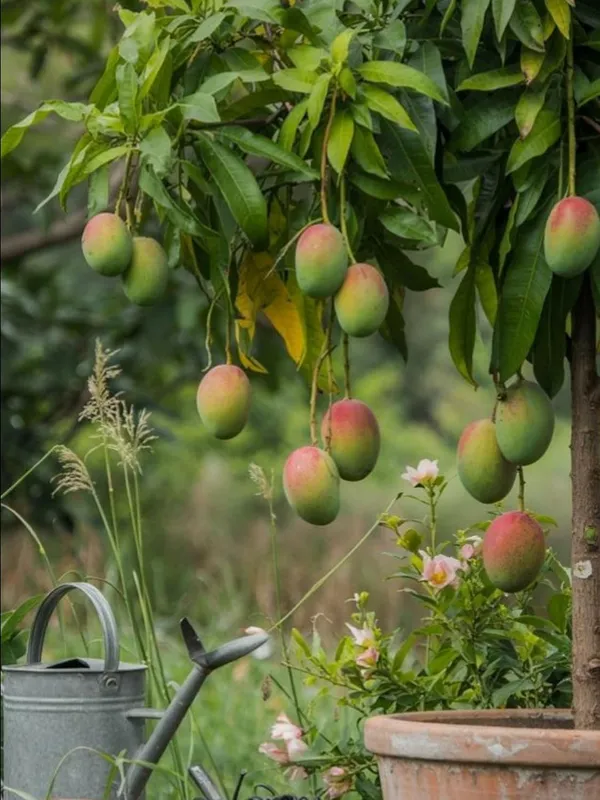 Miyazaki_Mango_Plant_–_Ultra_Premium_Red_Mango_Variety_for_Home_and_Outdoor_Garden