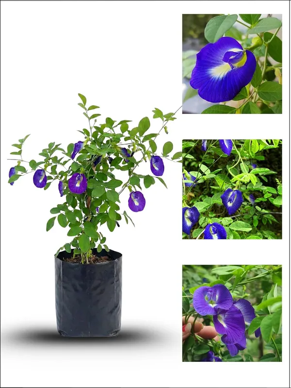 Aparajita_Live_Flowering_Plant_–_Fast_Growing_Butterfly_Pea_Vine_for_Home_and_Outdoor_Garden