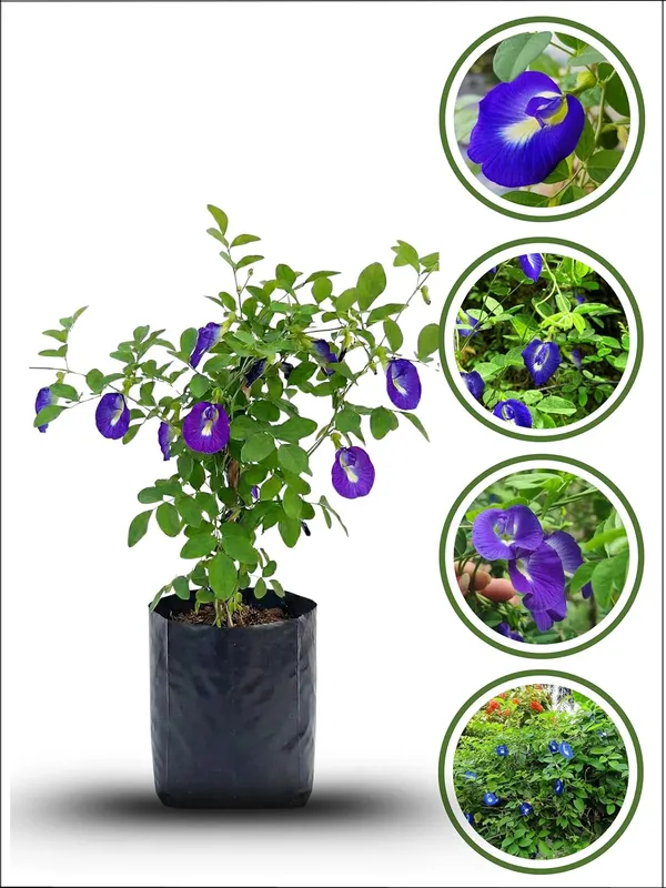 Aparajita_Live_Flowering_Plant_–_Fast_Growing_Butterfly_Pea_Vine_for_Home_and_Outdoor_Garden
