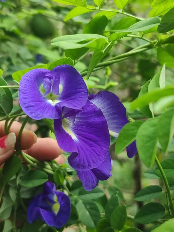 Aparajita_Live_Flowering_Plant_–_Fast_Growing_Butterfly_Pea_Vine_for_Home_and_Outdoor_Garden