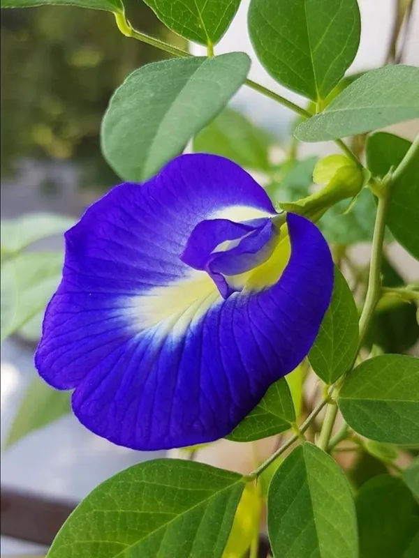 Aparajita_Live_Flowering_Plant_–_Fast_Growing_Butterfly_Pea_Vine_for_Home_and_Outdoor_Garden