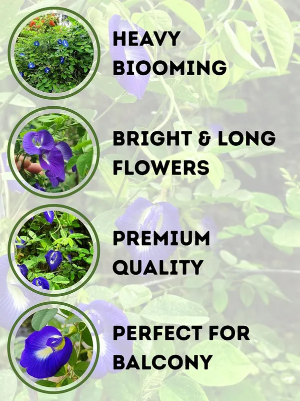 Aparajita_Live_Flowering_Plant_–_Fast_Growing_Butterfly_Pea_Vine_for_Home_and_Outdoor_Garden
