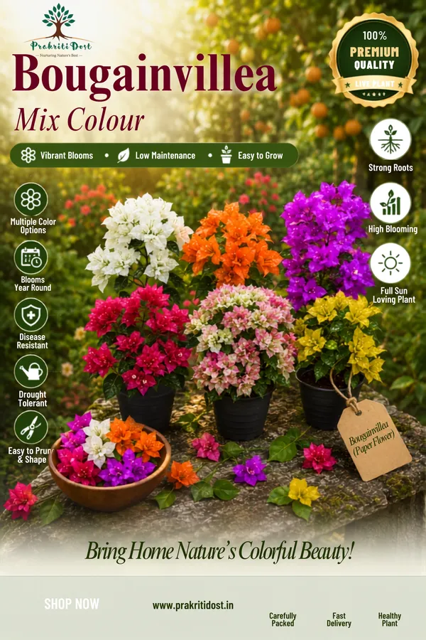 Mix_Colour_Bougainvillea_Premium_plants_Combo_by_PrakritiDost
