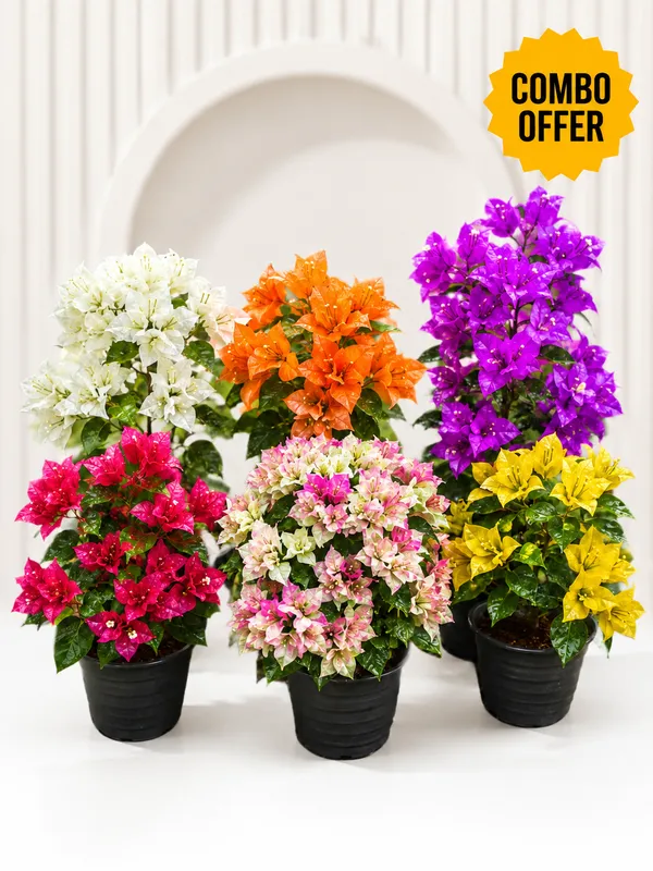 Mix_Colour_Bougainvillea_Premium_plants_Combo_by_PrakritiDost