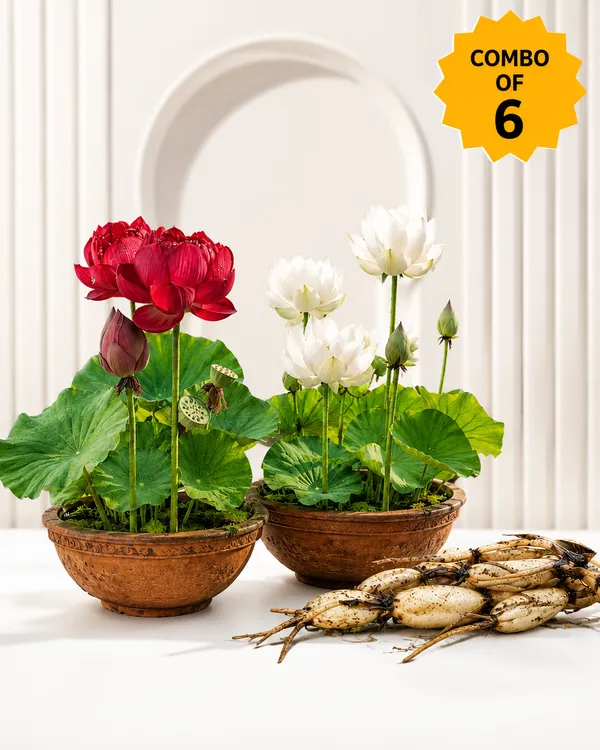 Multi_colour_High_Quality__Premium_Lotus_Tuber__by_PrakritiDost