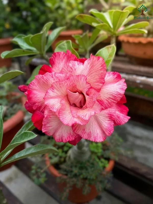 Artistic_Multicolor_Rosey_Adenium_with_White_Blooms_Live_Plant_for_Ornamental_Gardening_–_PrakritiDost