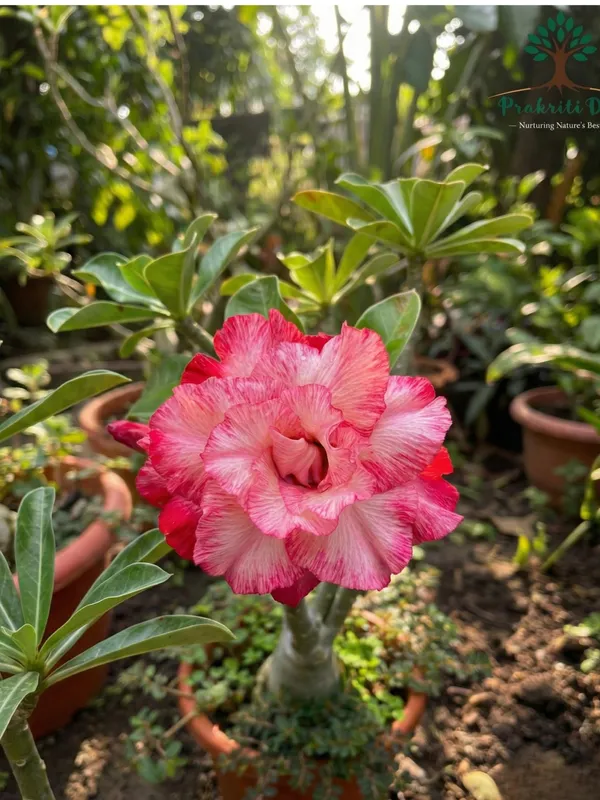 Artistic_Multicolor_Rosey_Adenium_with_White_Blooms_Live_Plant_for_Ornamental_Gardening_–_PrakritiDost