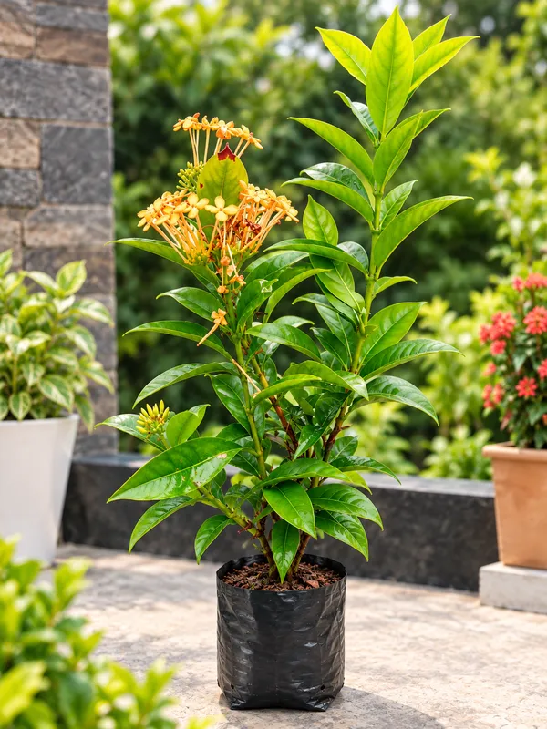 Orange_Ixora_Flowering_Plant_|_Jungle_Flame_Plant_|_Beautiful_Orange_Flower_Plant_for_Home_Garden_|_PrakritiDost