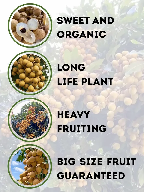 Longan_(Dragon_Eye)_Fruit_Plant_–_Premium_Sweet_Longon_Variety_for_Home_&_Outdoor_Garden
