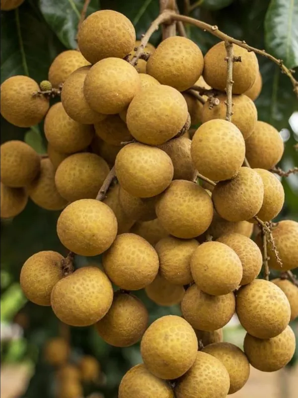 Longan_(Dragon_Eye)_Fruit_Plant_–_Premium_Sweet_Longon_Variety_for_Home_&_Outdoor_Garden