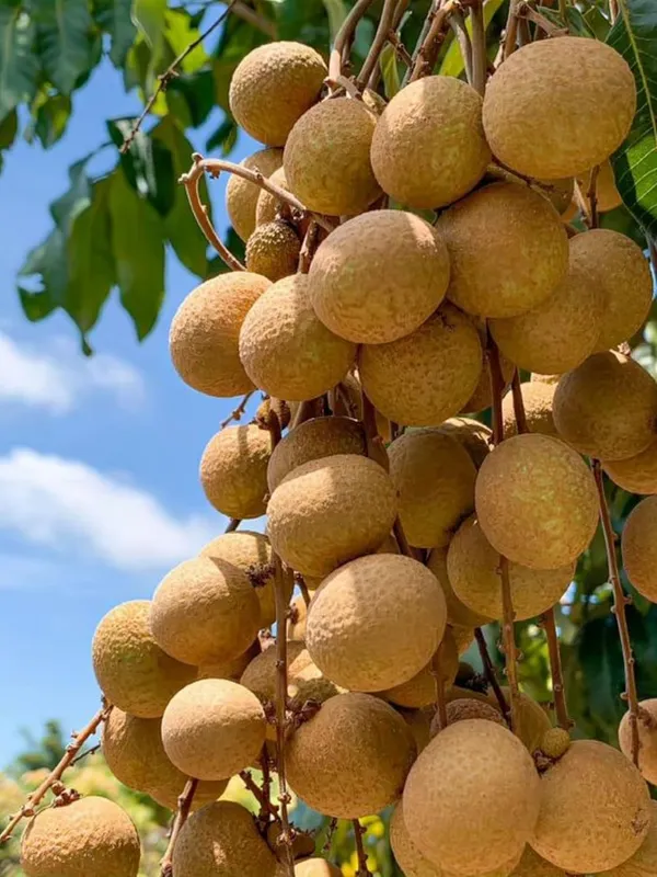 Longan_(Dragon_Eye)_Fruit_Plant_–_Premium_Sweet_Longon_Variety_for_Home_&_Outdoor_Garden