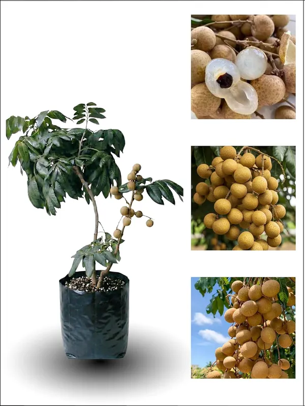 Longan_(Dragon_Eye)_Fruit_Plant_–_Premium_Sweet_Longon_Variety_for_Home_&_Outdoor_Garden
