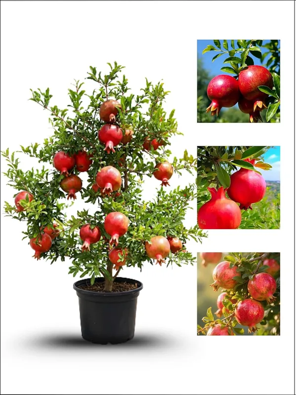 Pomegranate_Fruit_Plant_–_Fast_Growing_Heavy_Fruiting_Variety_for_Home_and_Outdoor_Garden