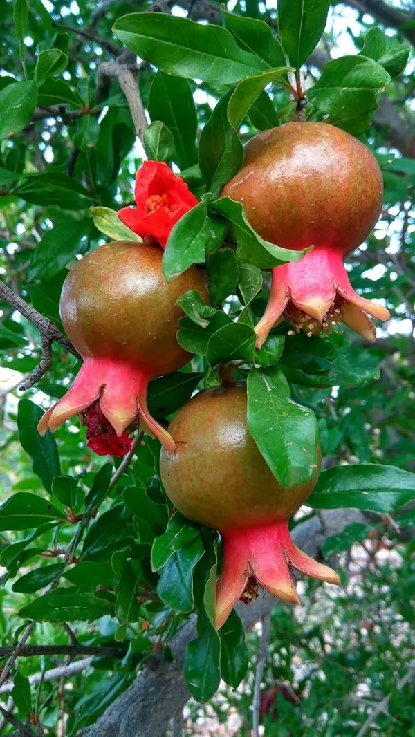 Pomegranate_Fruit_Plant_–_Fast_Growing_Heavy_Fruiting_Variety_for_Home_and_Outdoor_Garden