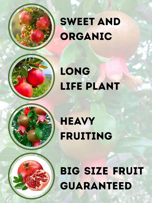 Pomegranate_Fruit_Plant_–_Fast_Growing_Heavy_Fruiting_Variety_for_Home_and_Outdoor_Garden