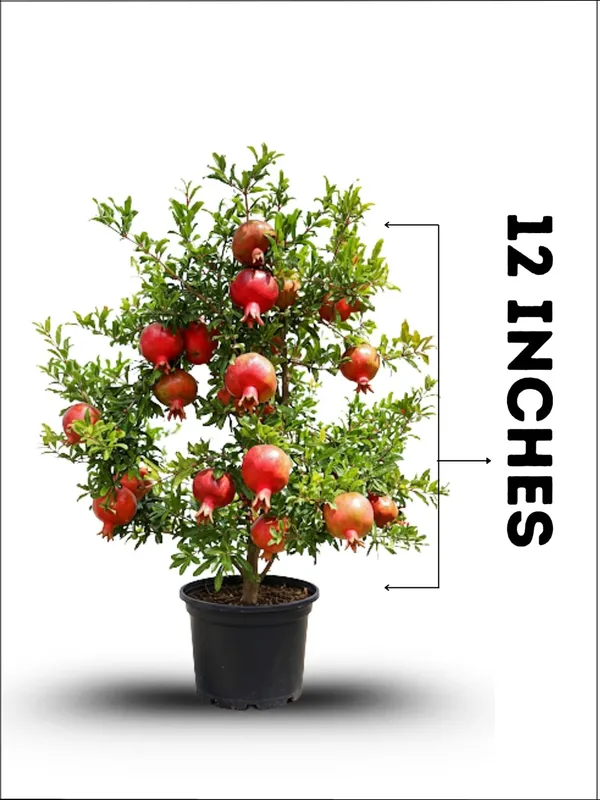 Pomegranate_Fruit_Plant_–_Fast_Growing_Heavy_Fruiting_Variety_for_Home_and_Outdoor_Garden