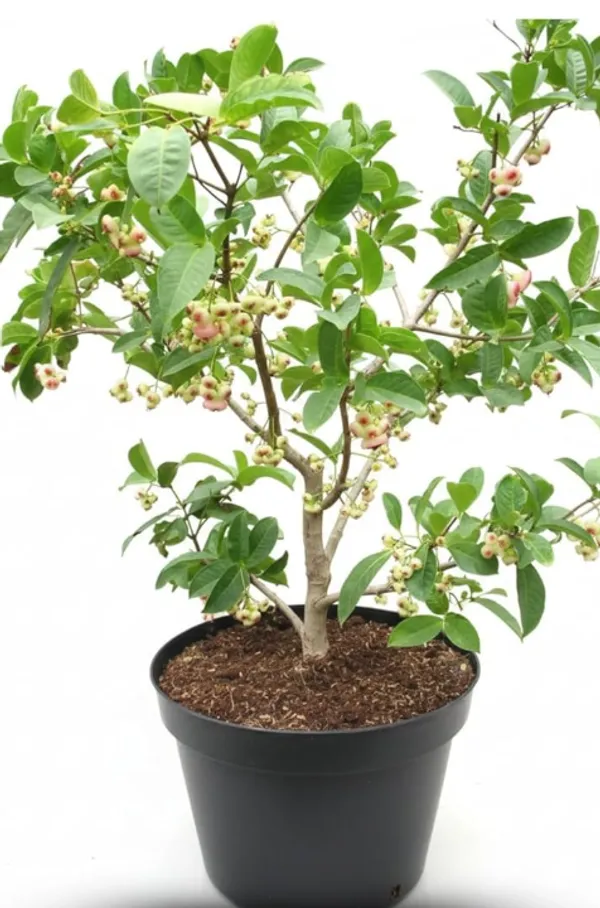 White_Water_Apple_Fruit_Plant_–_Fast_Growing_Sweet_Water_Apple