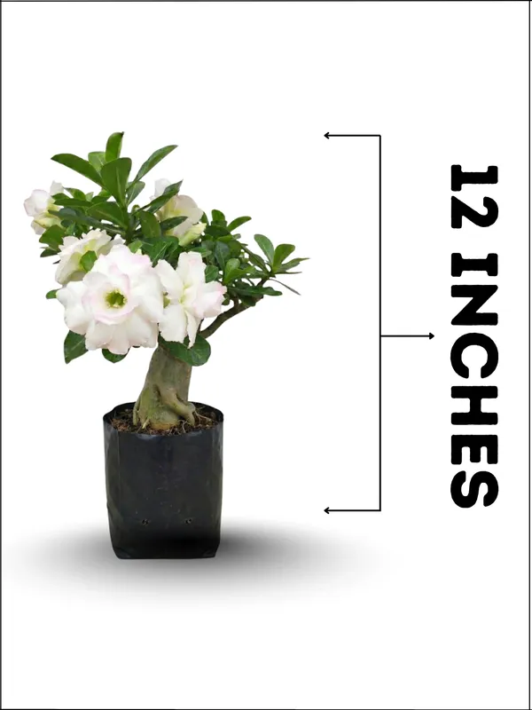 Elegant_White_Hybrid_Adenium_Live_Plant_for_Decorative_Gardening_–_PrakritiDost