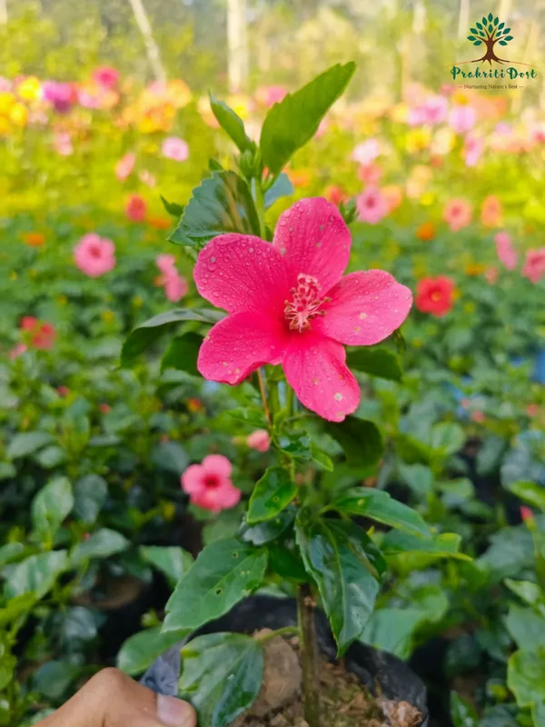Pink_Lokkhi_Hibiscus_Flower_Plant_–_Sacred_Lakshmi_Hibiscus_Heavy_Blooming_Variety_for_Home_&_Outdoor_Garden_PrakritiDost