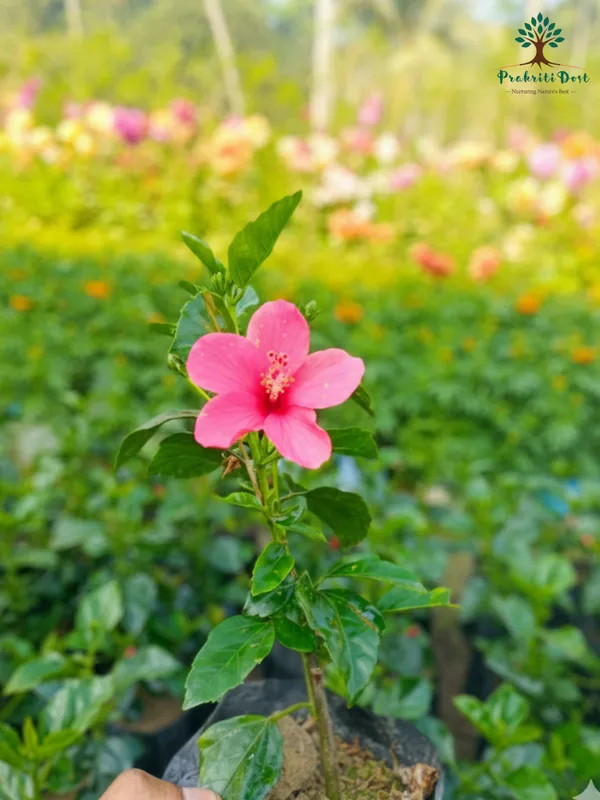Pink_Lokkhi_Hibiscus_Flower_Plant_–_Sacred_Lakshmi_Hibiscus_Heavy_Blooming_Variety_for_Home_&_Outdoor_Garden_PrakritiDost