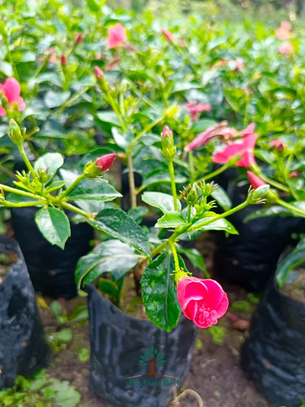 Pink_Lokkhi_Hibiscus_Flower_Plant_–_Sacred_Lakshmi_Hibiscus_Heavy_Blooming_Variety_for_Home_&_Outdoor_Garden_PrakritiDost