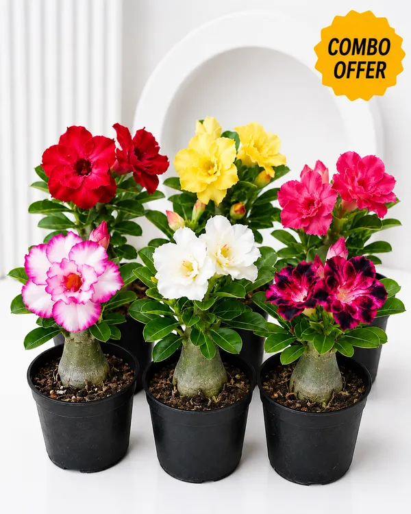 Adenium_Flower__Plant__Multiple_colour_Combo__by_PrakritiDost