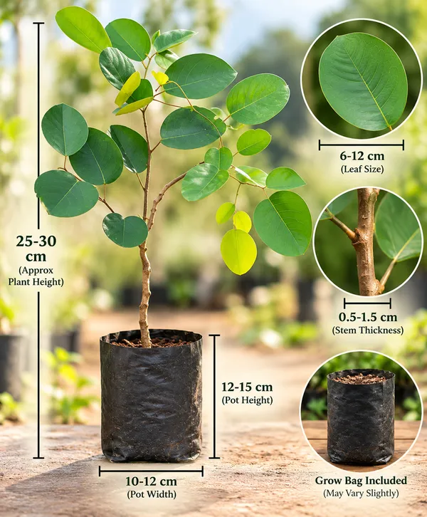 Red_Chandan_Tree_Plant_|_Red_Sandalwood_Plant_|_Premium_Tree_for_Home_Garden_&_Plantation_|_PrakritiDost