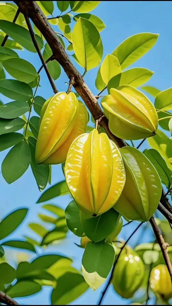 Star_Fruit_–_Fast_Growing_Sweet_Carambola_Variety_for_Home_and_Outdoor_Garden