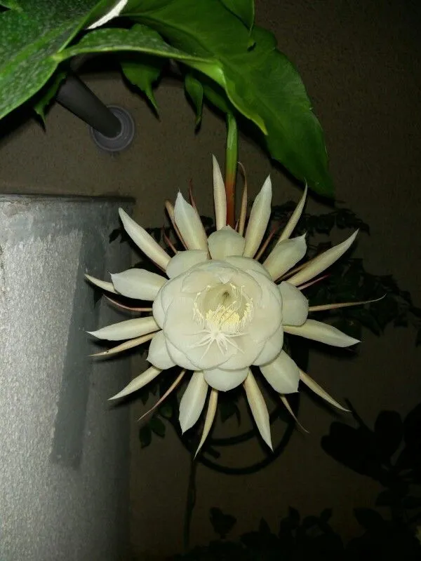 Bramha_Kamal_Red_Organic__Plant_For_Gardening
