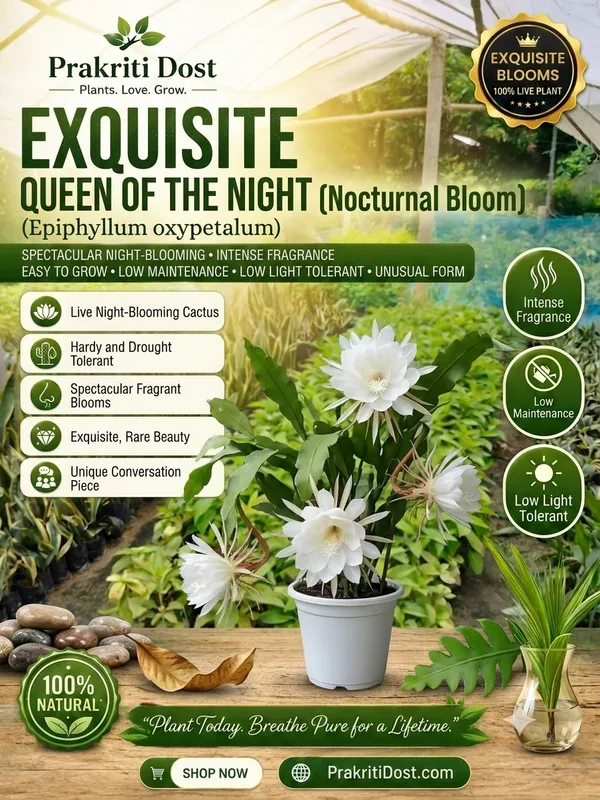 Bramha_Kamal_Red_Organic__Plant_For_Gardening