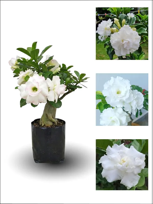 White_Adenium_(Desert_Rose)_Live_Plant_–_Premium_White_Flowering_Bonsai_Variety_for_Home_Garden_&_Outdoor