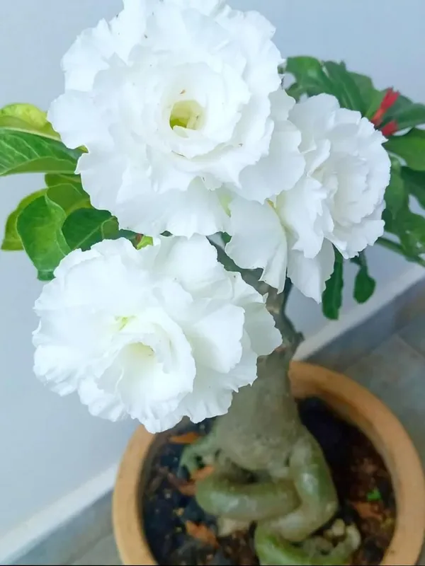 White_Adenium_(Desert_Rose)_Live_Plant_–_Premium_White_Flowering_Bonsai_Variety_for_Home_Garden_&_Outdoor