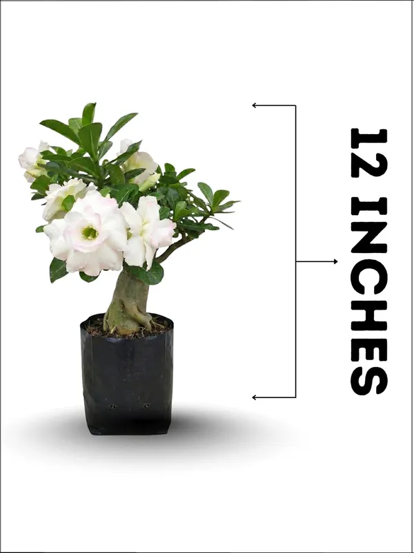 White_Adenium_(Desert_Rose)_Live_Plant_–_Premium_White_Flowering_Bonsai_Variety_for_Home_Garden_&_Outdoor