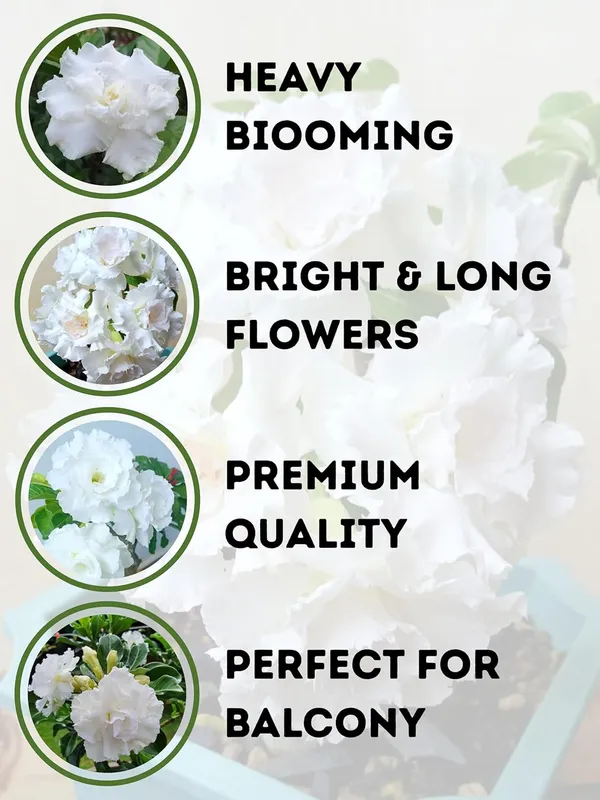White_Adenium_(Desert_Rose)_Live_Plant_–_Premium_White_Flowering_Bonsai_Variety_for_Home_Garden_&_Outdoor