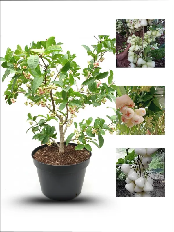 White_Water_Apple_Fruit_Plant_–_Fast_Growing_Sweet_Water_Apple