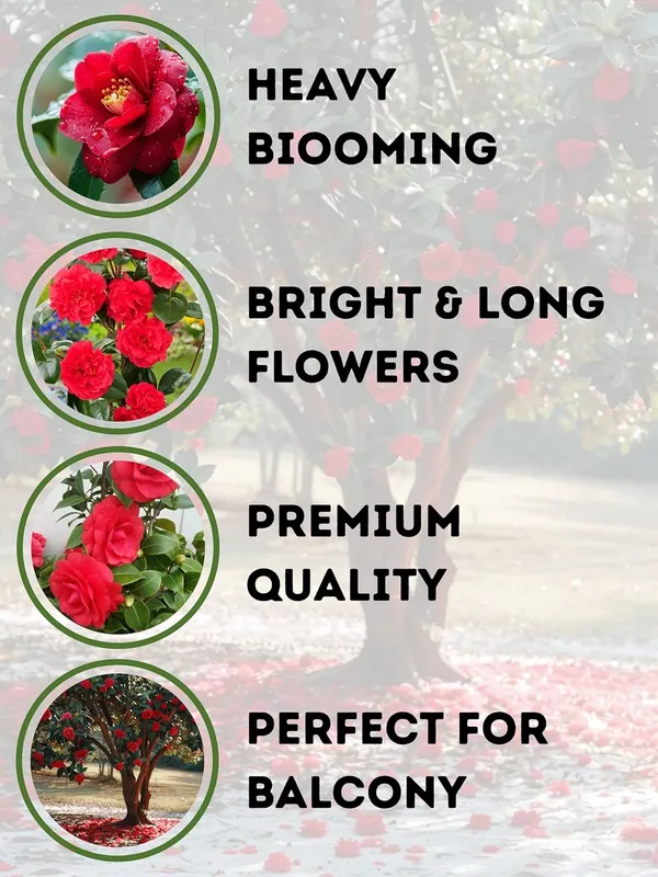 Camellia_Flowering_Plant_–_Elegant_Camellia_Japonica_for_Balcony,_Terrace_and_Home_Garden