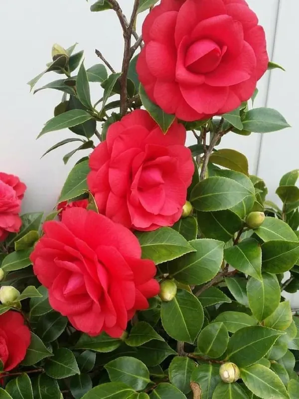 Camellia_Flowering_Plant_–_Elegant_Camellia_Japonica_for_Balcony,_Terrace_and_Home_Garden