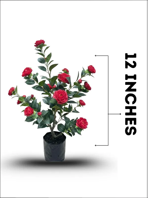 Camellia_Flowering_Plant_–_Elegant_Camellia_Japonica_for_Balcony,_Terrace_and_Home_Garden